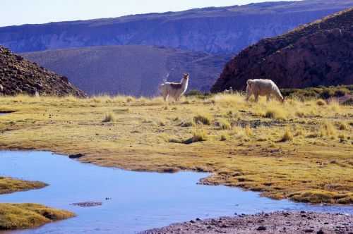 TREKKING NEL DESERTO DI ATACAMA 2015